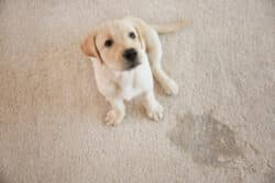 Dog-Pet-Carpet-Spill-Generic