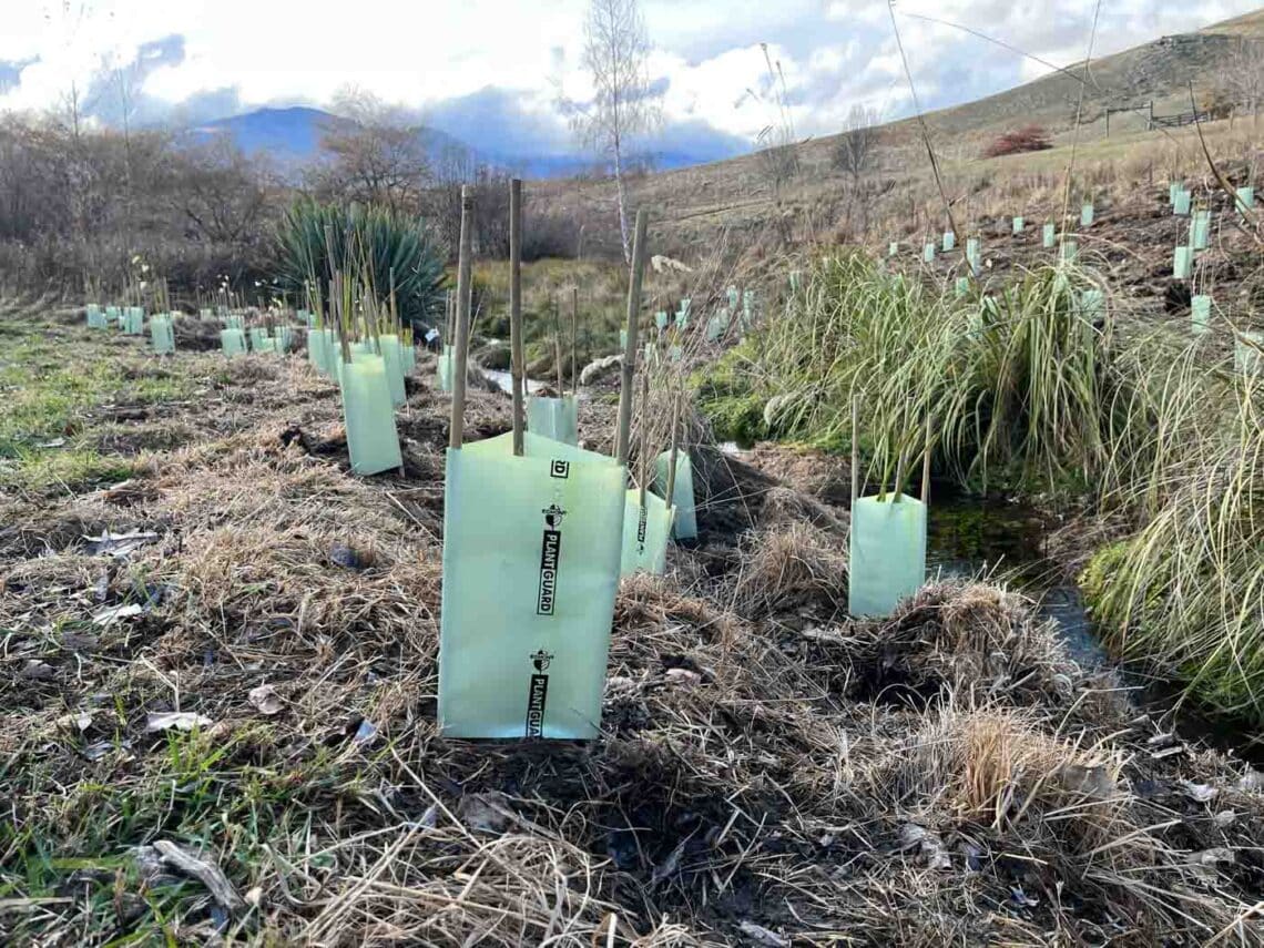 Stroud Homes Queenstown Lakes Tree Planting-2022-18