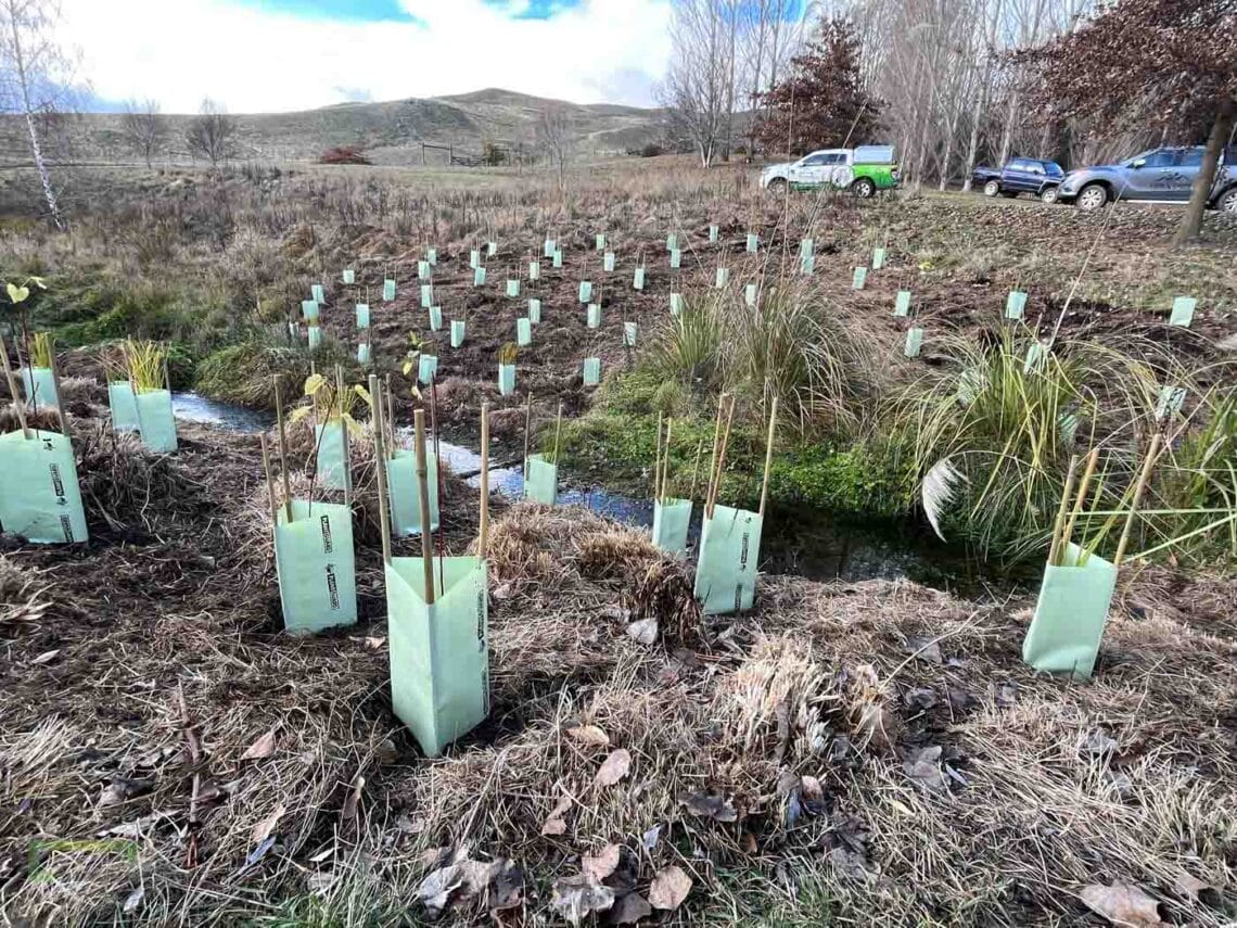 Stroud Homes Queenstown Lakes Tree Planting-2022-21