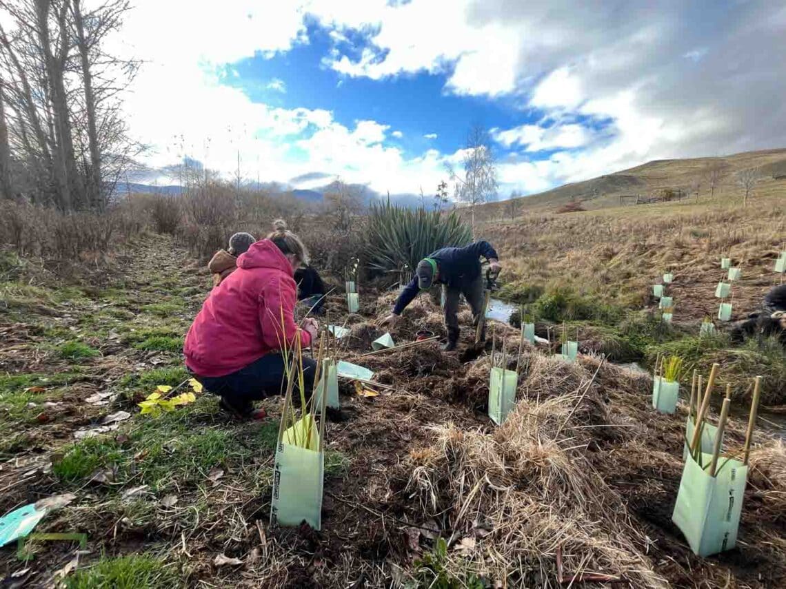 Stroud Homes Queenstown Lakes Tree Planting-2022-25