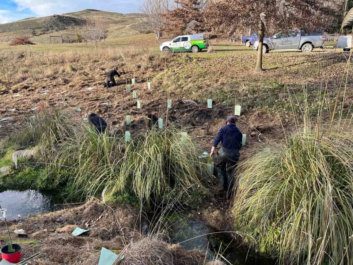 Stroud Homes Queenstown Lakes Tree Planting-2022-30