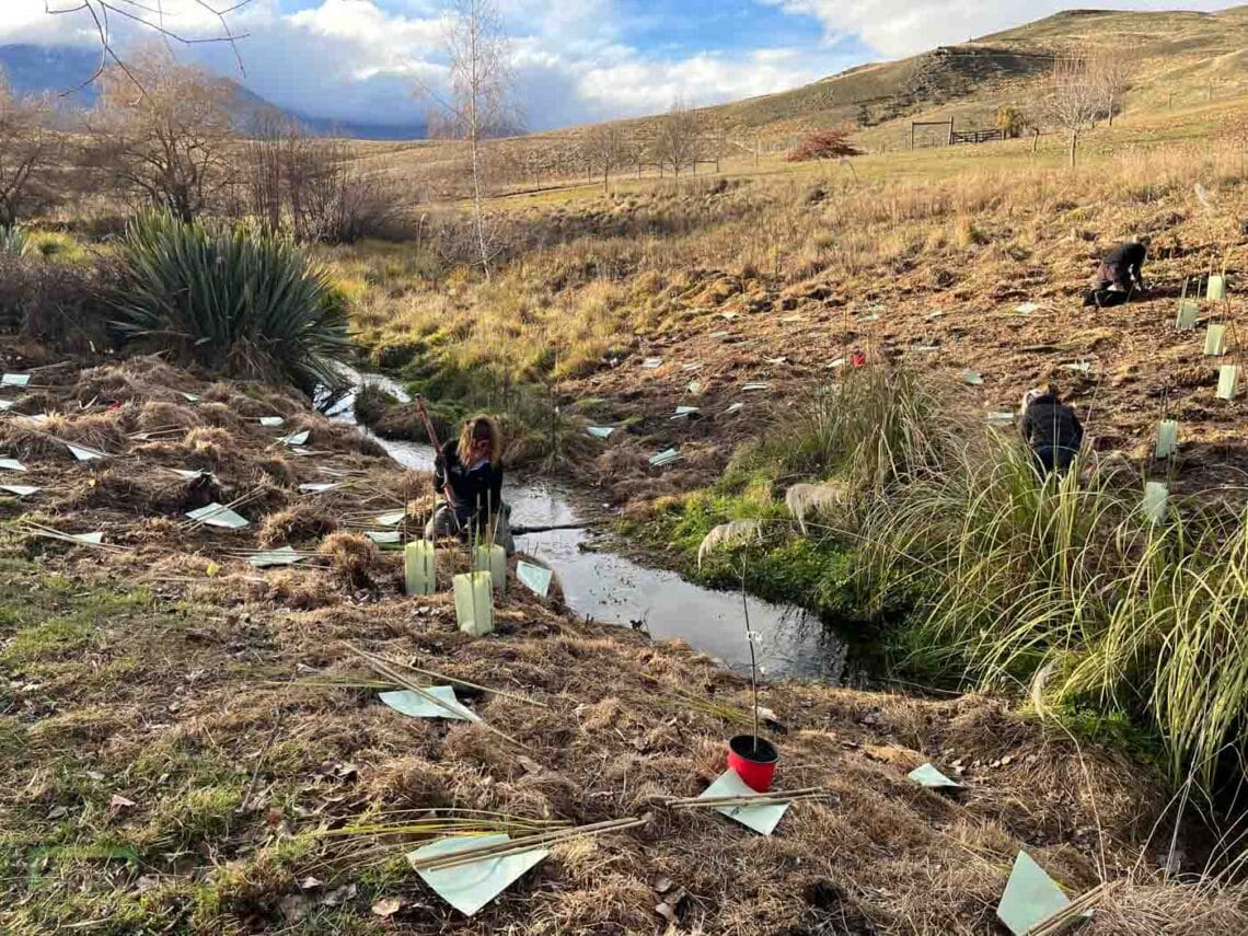 Stroud Homes Queenstown Lakes Tree Planting-2022-31