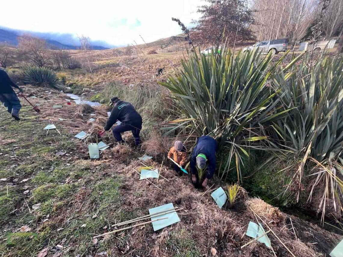 Stroud Homes Queenstown Lakes Tree Planting-2022-33