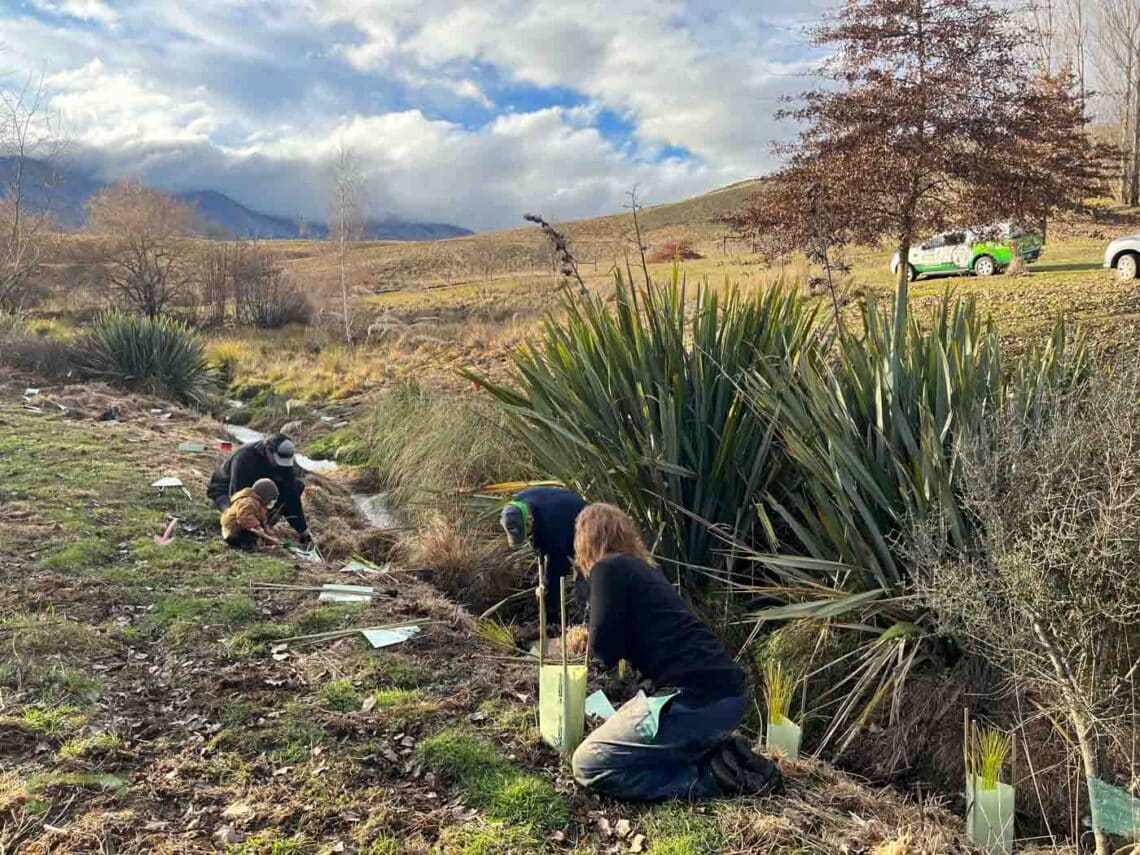 Stroud Homes Queenstown Lakes Tree Planting-2022-40