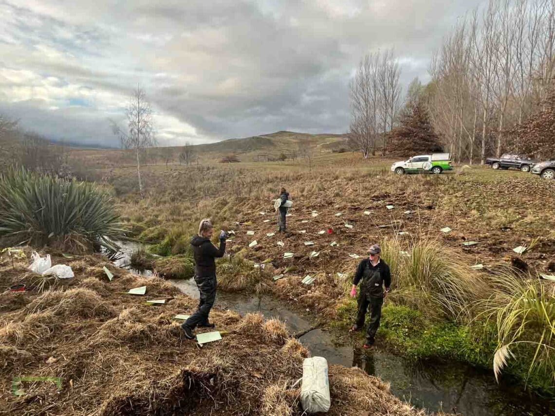 Stroud Homes Queenstown Lakes Tree Planting-2022-51