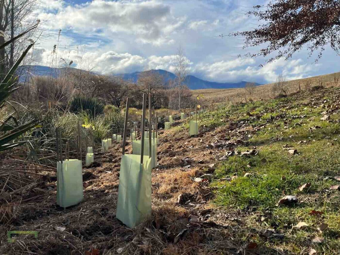 Stroud Homes Queenstown Lakes Tree Planting-2022-63